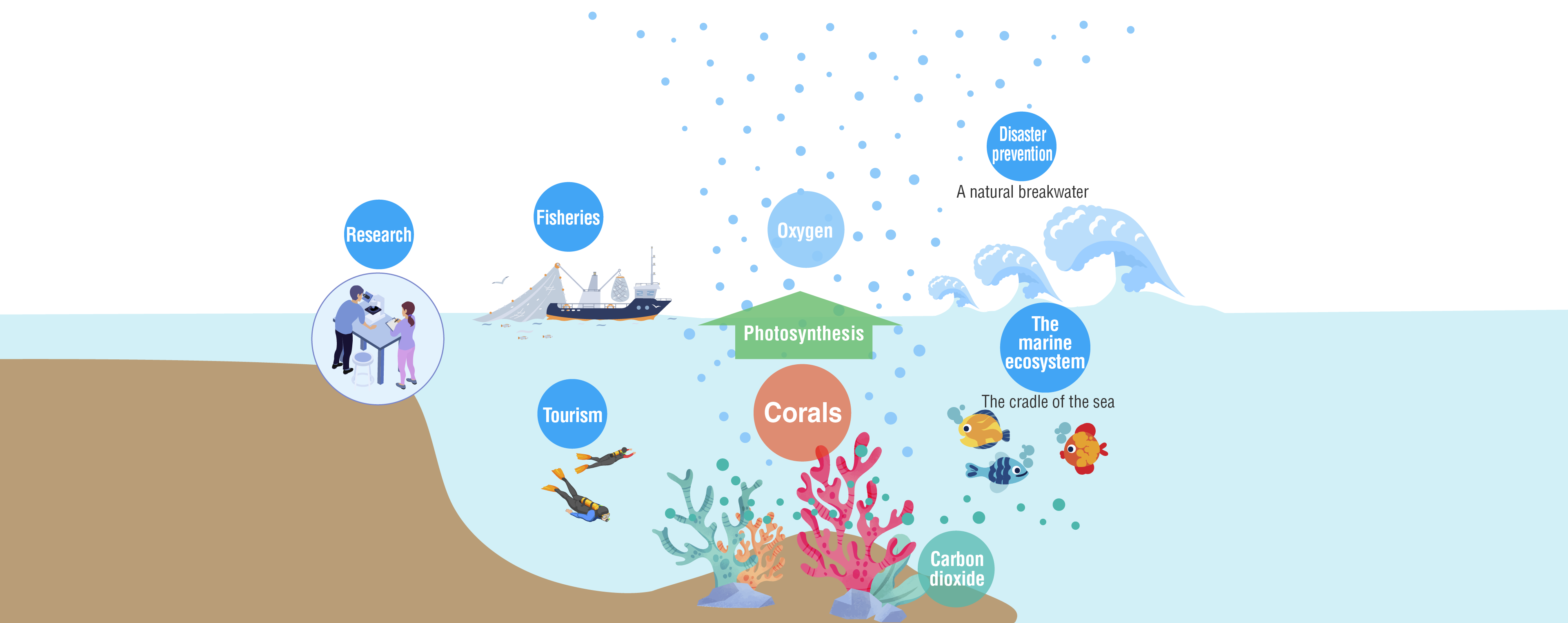 Research Fisheries Tourism Oxygen Photosynthesis Corals Disaster  revention A natural breakwater The marine ecosystem The cradle of the sea Carbon dioxide