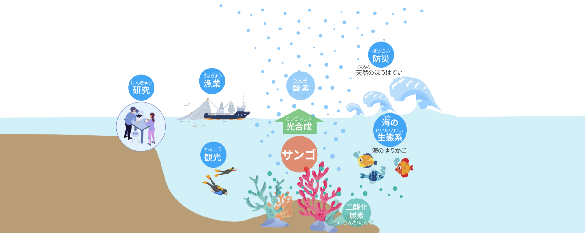 研究 漁業 酸素 光合成 サンゴ 防災 観光 海の生態系 二酸化炭素