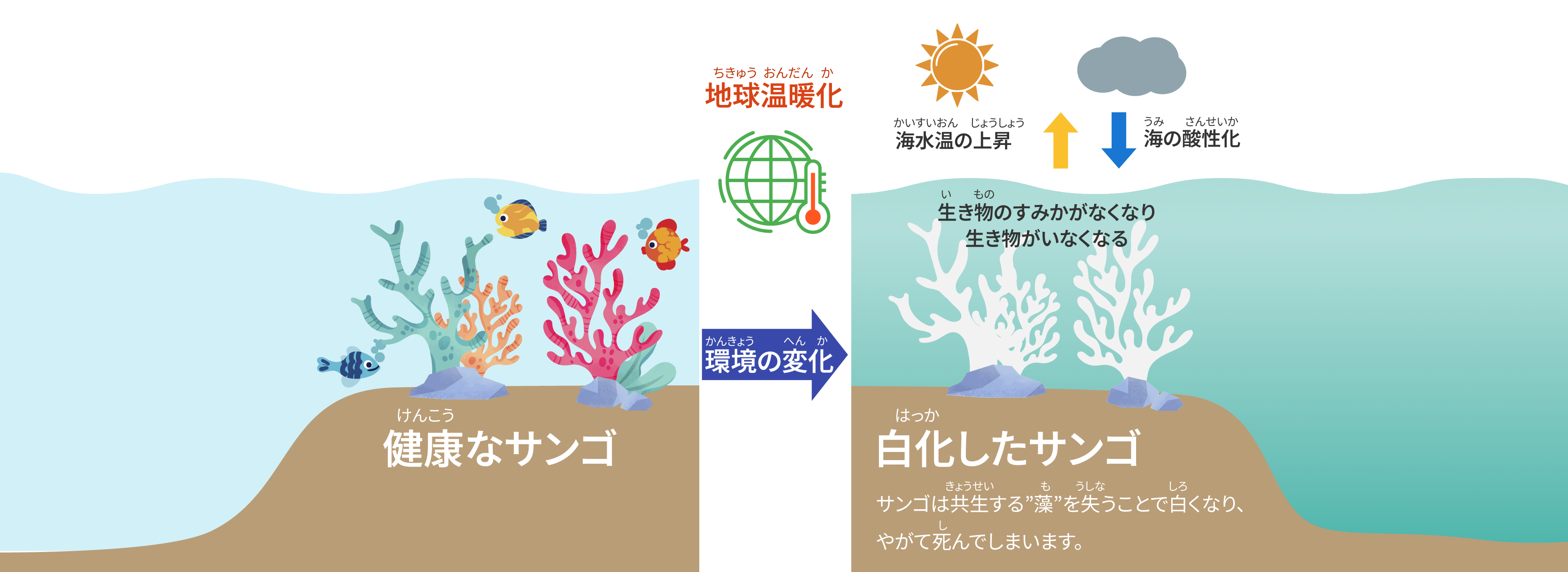 健康なサンゴと白化したサンゴの比較、地球温暖化による環境の変化